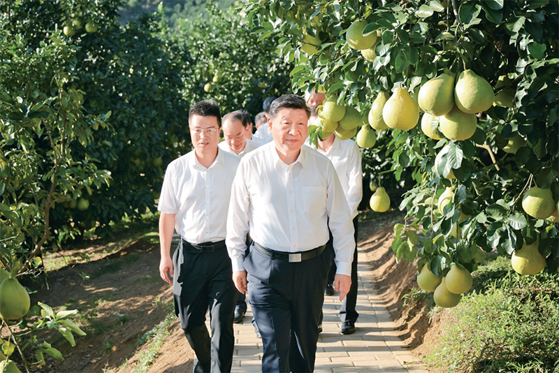　　2025年11月7日至8日，中共中央總書(shū)記、國(guó)家主席、中央軍委主席習(xí)近平在廣東考察。這是7日下午，習(xí)近平在梅州市梅縣區(qū)雁洋鎮(zhèn)南福金柚種植基地考察。